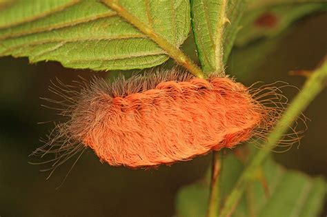 Fuzzy ‘puss Caterpillars With Venomous Hairs And Stings Spotted In