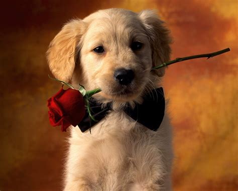 Valentines Day Puppy Wallpapers Top Free Valentines Day Puppy