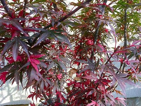 Shaina Japanese Maple Fall Color Acer Maple Falls Bonsai Garden