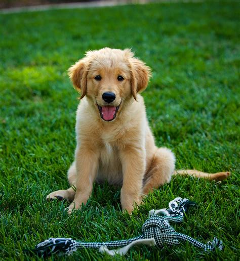 Golden Retriever Welpen