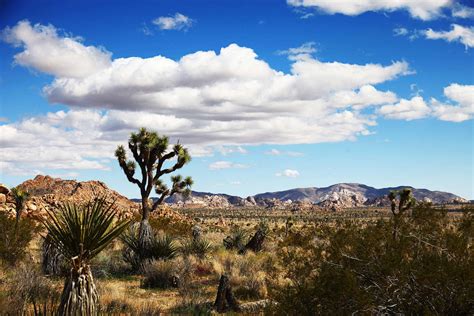 Download Shrubland Joshua Tree Pictures