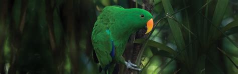 Eclectus Parrot Australia Zoo