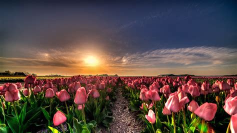 Pictures Netherlands Tulip Fields Flower Sunrises And Sunsets