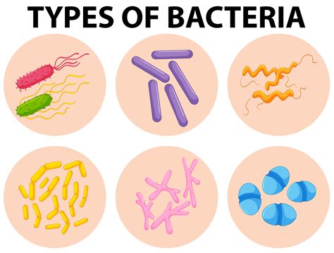 Types Of Bacteria