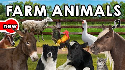Farm Animals Song Animal Sounds Farm Animals Vocabulary Youtube