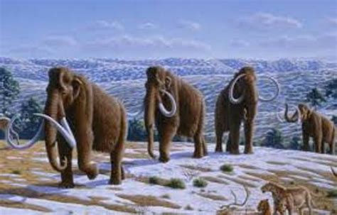 10 Interesting Mammoth Facts My Interesting Facts