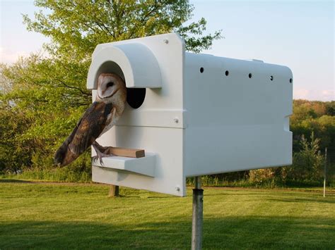 New Nest Box Study Revolutionizes Using Barn Owls For Rodent Control