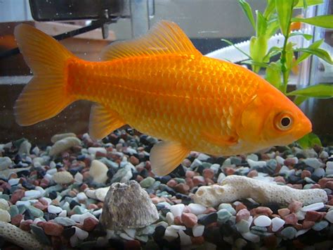Goldfish Common Goldfish Goldfish Fish