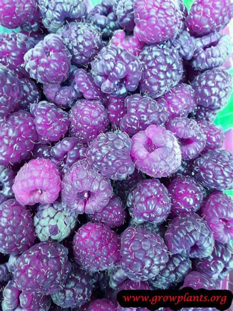 Purple Raspberry How To Grow And Care