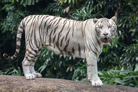 White Tiger Wikipedia