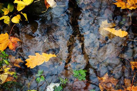 Autumn Yellow Leaves Floating In Water Of Spring Stock Image Image Of
