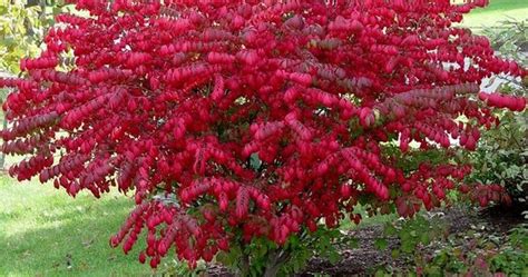 The exact right time for pruning burning bushes is either in early spring or late winter. Winter is a good time to prune burning bushes -- before ...