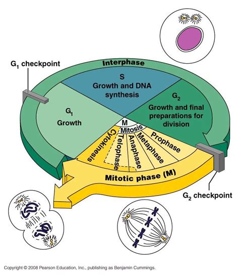 Fundamental Processes Overview Of The Cell Cycle Cell Cycle Cell