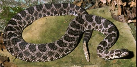 Look At This Eastern Massasauga Rattlesnake Its The Only Venomous