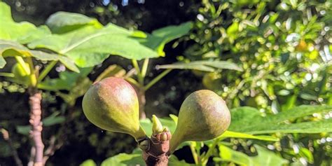 Fruit Trees Home Gardening Apple Cherry Pear Plum Fruit Trees In