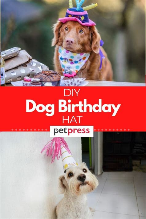 How To Make A Diy Dog Birthday Hat For Your Puppy To Party