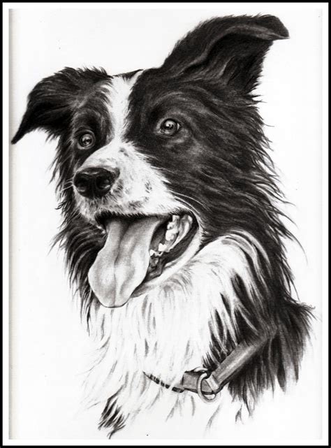 Trym The Border Collie By Adniv On Deviantart