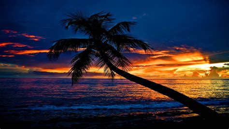 Tropical Beach Sunset Twilight Red Clouds Palm Tree Ocean Waves