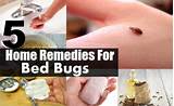 Images of Bed Bug Treatment Home Remedies