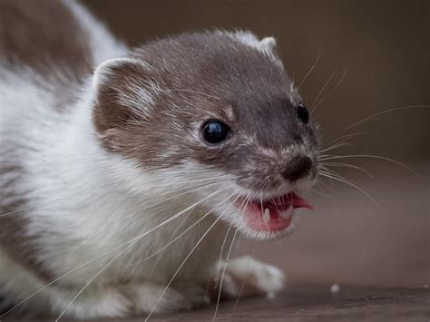 Short Tailed Weasel Archives Alaska Magazine