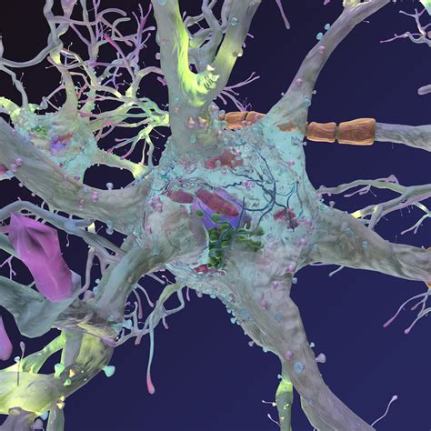 Neurons Synapses Myelin C4d