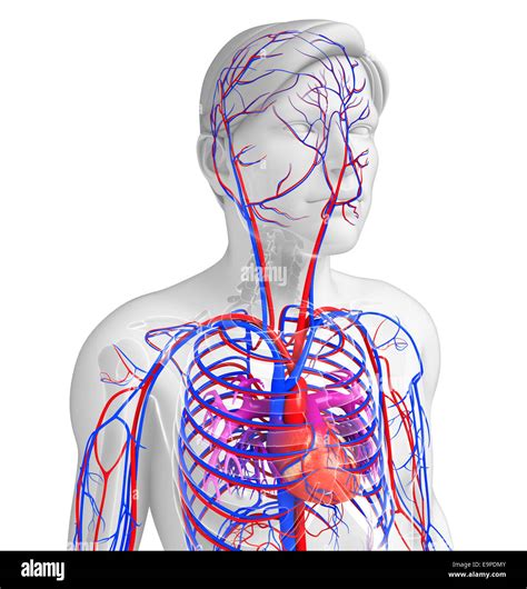 Illustration Of Male Heart Circulatory System Stock Photo Alamy