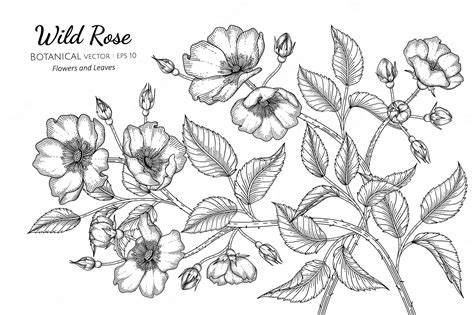 Premium Vector Wild Rose Flower And Leaf Hand Drawn Botanical