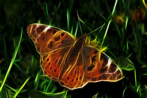 Glowing Butterfly Photograph By Shane Bechler Pixels