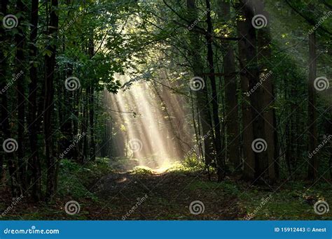 Early Morning Sun Beams In Woods Stock Image Image Of Sunshine Mist