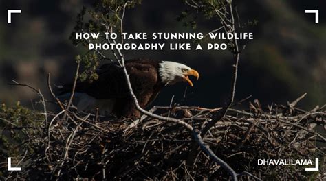 How To Take Stunning Wildlife Photography Like A Pro