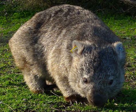 Check spelling or type a new query. Wombat at Tidal River - Wilsons Promontory National Park ...