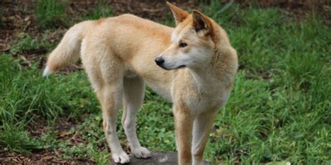 Dingo At Cleland Puresa