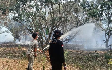 Sudah Ratusan Hektar Lahan Terbakar Bpbd Tapin Persen Karhutla Ul