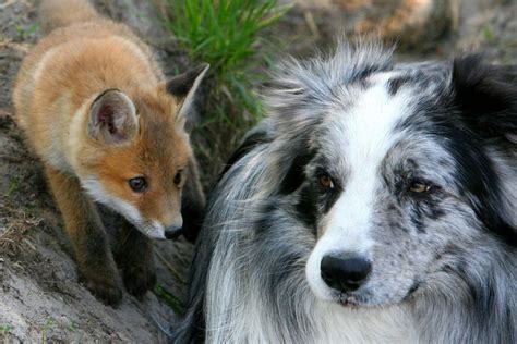 Pet Fox And Dog Become Unlikely Pals Aol News