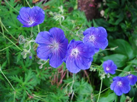 Hardy Johnsons Blue~geranium Plants~flowers All Summer Ez2grow