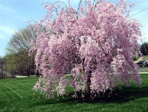 Weeping Chinese Cherry Tree In Moms Yard Sheila C Flickr