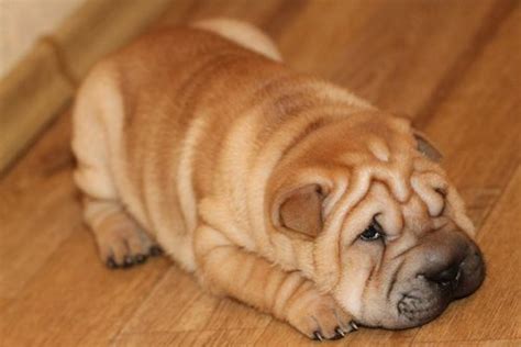 The super cute chubby puppies are back with babies! puppy dogs that are chubby | Chubby teddy, pics of cute puppies, big photo, shar pei puppy pics ...