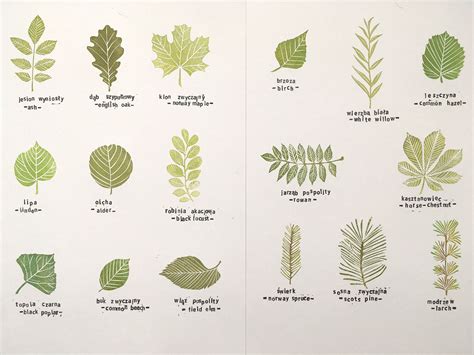 Common Tree Leaves Stamp Set Of 17 Specimens Hand Carved Stamp Etsy