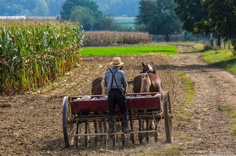 Amish Farmers Are Leaving Tobacco For Hemp