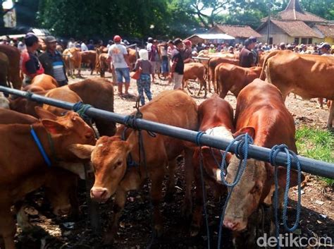 Berita Dan Informasi Tips Membuat Sate Daging Kurban Terkini Dan Terbaru Hari Ini Detikcom