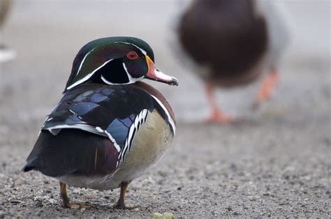 Wood Duck Facts Habitat Conservation Status Zoo Populations