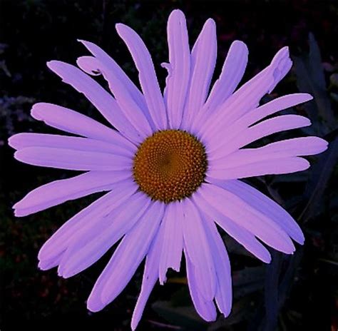 Shasta Daisy In Color Photograph By Sandra Maddox Fine Art America