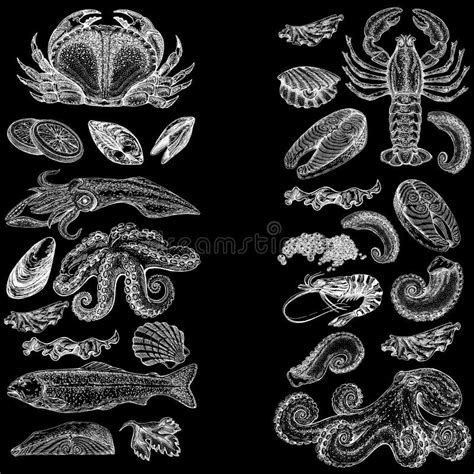 Seafood Illustrations Hand Drawn Line Sea Fishes Sushi Rolls Oysters