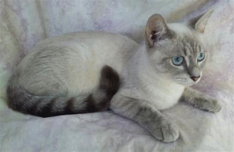 Adopt Topaz The Lynx Point Siamese Mix From Cats Can Inc In Oviedo Fl