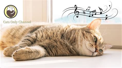 Soothing Music To Relax And Calm Cats Deep Relaxation Music Youtube