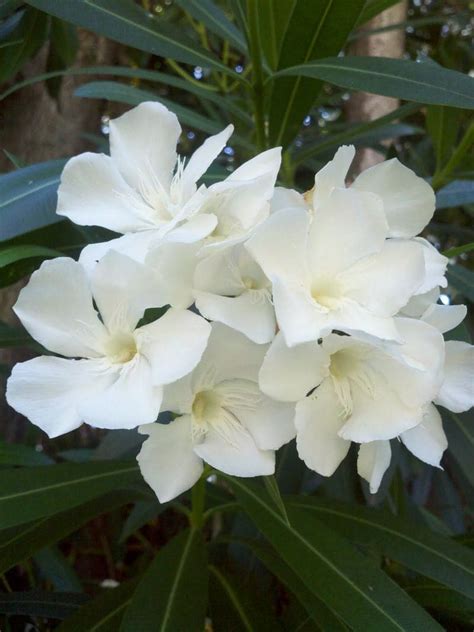 Белый Олеандр Цветок Фото Telegraph