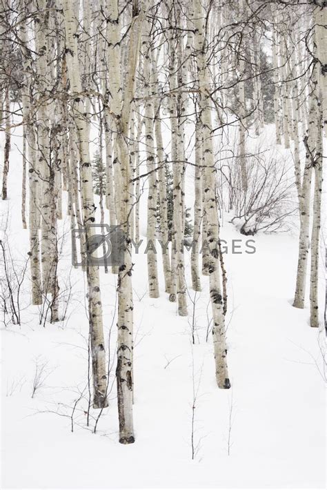 Royalty Free Image Aspen Trees In Winter By Iofoto