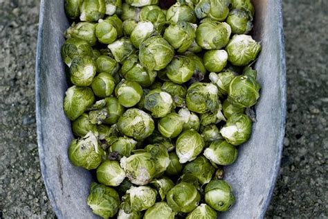 How To Grow Brussels Sprouts House And Garden
