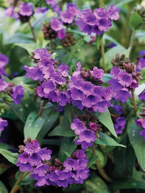 The plant needs cold weather to stage its best show, which is why it's prettiest in regions with colder winters. Shaded Garden Plants - Shine Your Light