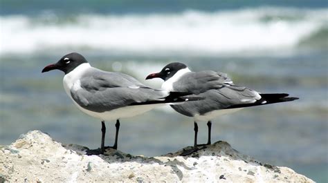 Free Images Sea Bird Coastal Seabird Wildlife Beak Tropical
